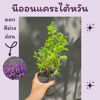ต้นนีออนแคระไต้หวัน ถุงชำ4นิ้ว ( โปร 2 ต้น 50 ) ดอกสีม่วงอ่อน ต้นเล็กฟอร์มสวย ทนแล้ง เลี้ยงง่าย