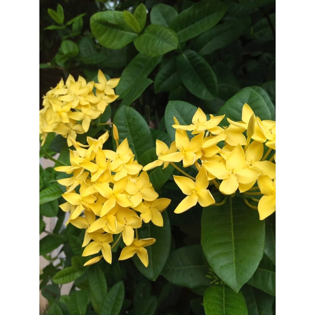 ดอกเข็มสีเหลืองเศรษฐีใบใหญ่ 1 ต้นถุงดำ ไม้ดอก ไม้ประดับ🌱