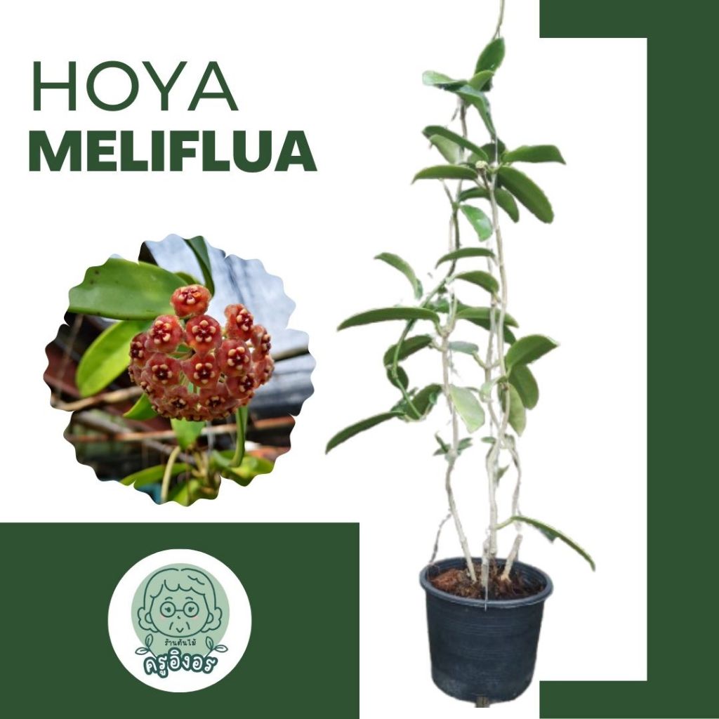 Hoya ต้นไม้เลี้ยงง่าย (Hoya meliflua)