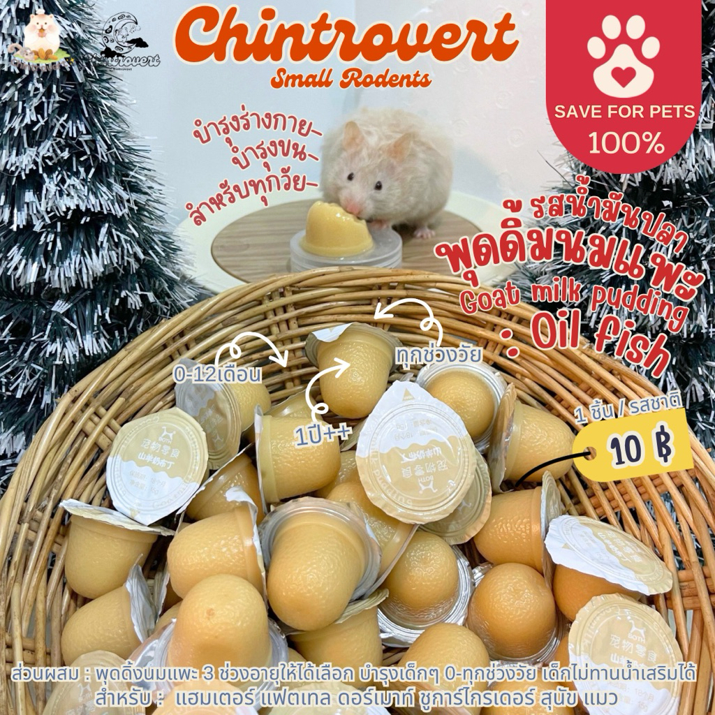 Chintrovert ✨| Goat milk pudding : Oil fish พุดดิ้งนมแพะน้ำมันปลา 1 ชิ้น | แฮมเตอร์ ชูการ์ แฟตเทล ดอร์เมาท์
