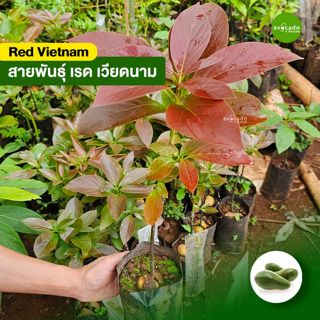 จัดส่งภายใน 2-3 วัน ต้นอะโวคาโดเสียบยอดทุกสายพันธุ์ ซื้อ 3 แถม 1 (แฮส, 034, บูท 7, TA21, คิวบา)