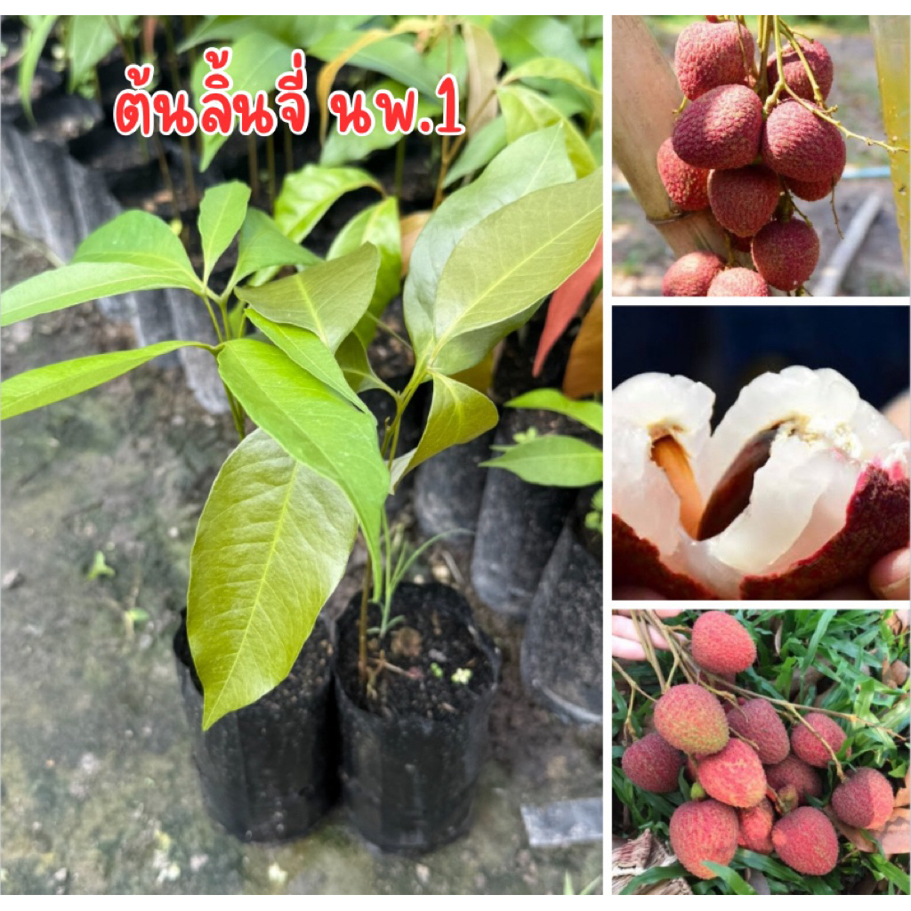 ต้นลิ้นจี่ นพ.1 ต้นสูง20เซน พร้อมส่ง พร้อมปลูก