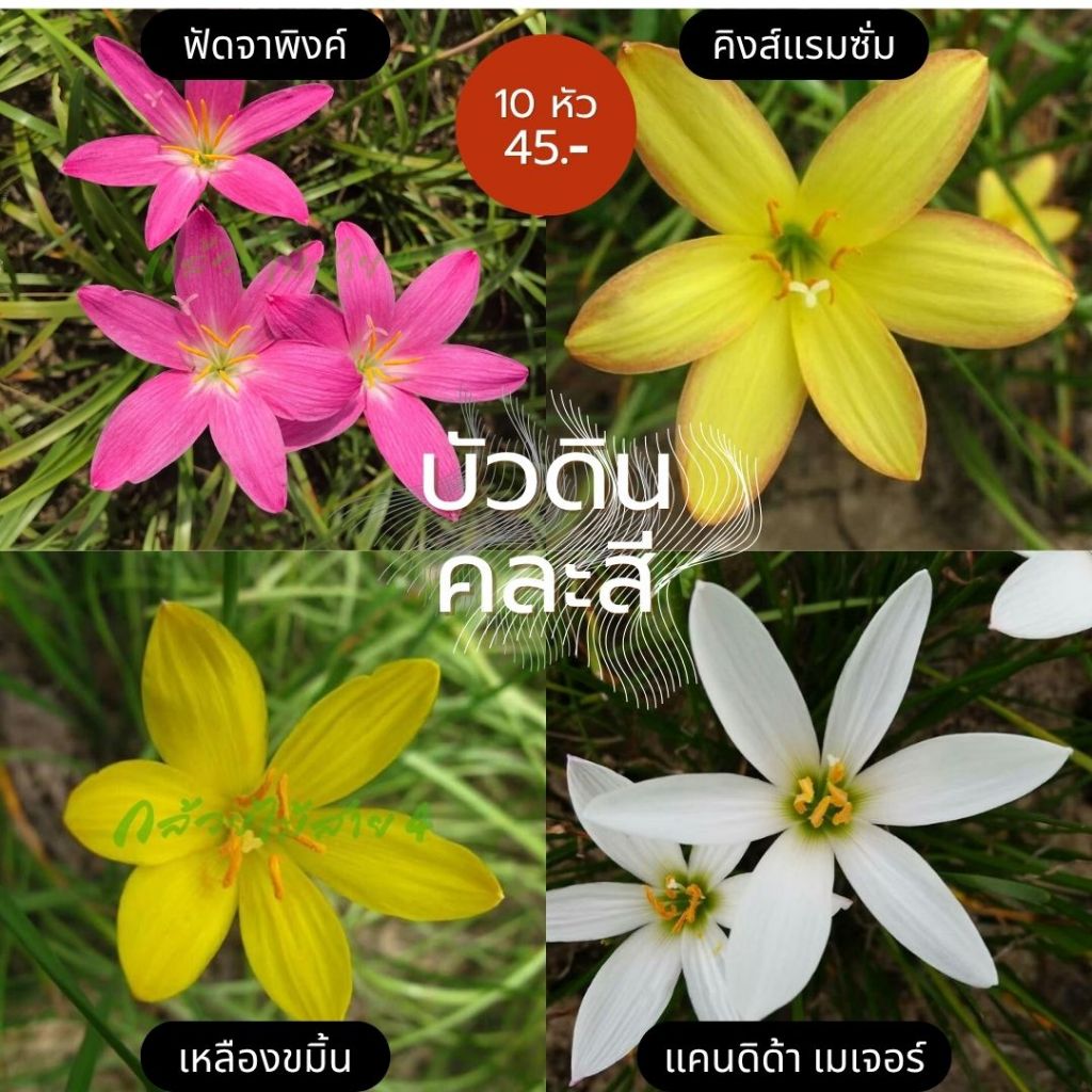 บัวดิน คละ 4 สี หลากหลายสายพันธุ์ 10 หัว