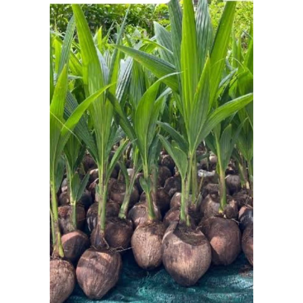 ( พร้อมส่ง ‼️ ) 🥥 ต้นมะพร้าวน้ำหอมพันธุ์เตี้ย 🌴 ลูกดก ผลใหญ่ น้ำเยอะ หอมหวานชื่นใจ! ลำต้นแข็งแรง พร้อมปลูก ต้นละ 179.- 💚 - รูปที่ 4