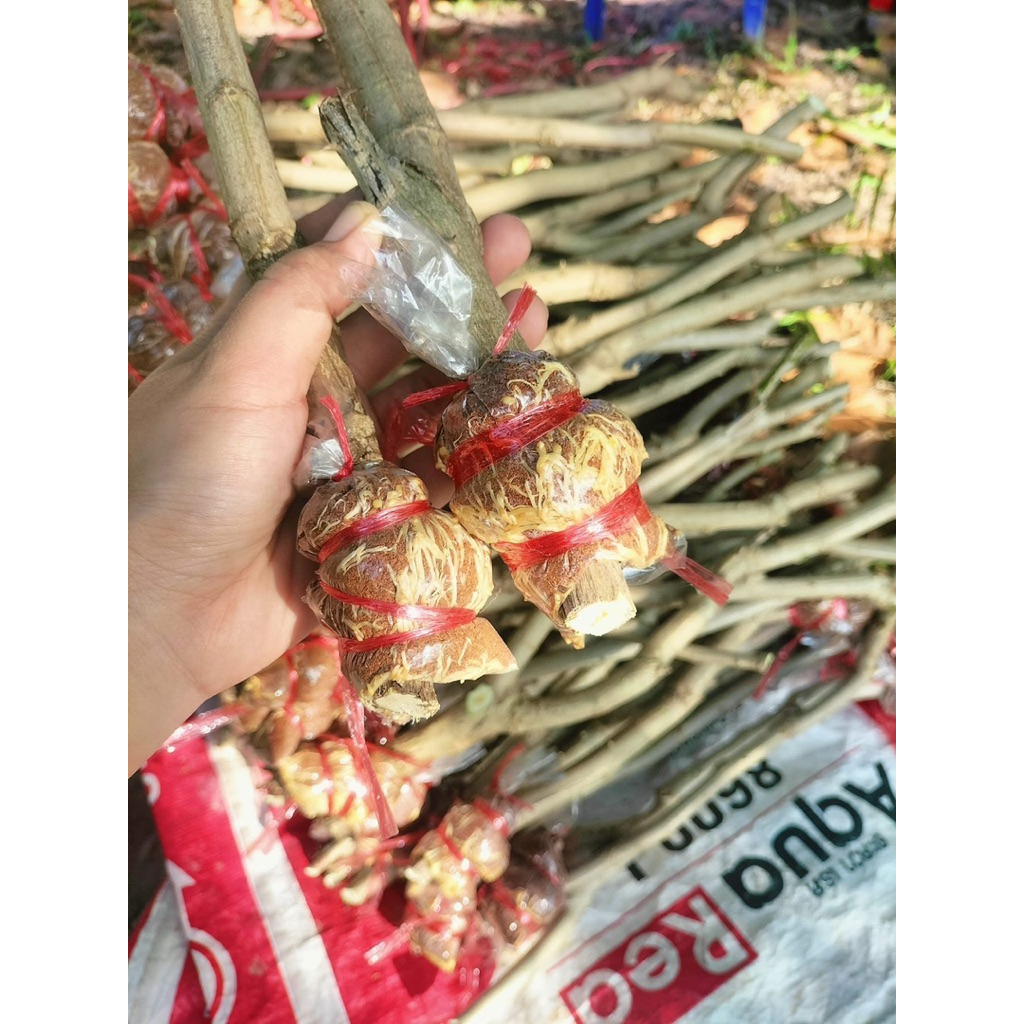 กิ่งพันธุ์ชะอม ชุด 2 กิ่ง ราคา 35 บาท กิ่งตอนชะอม พันธุ์หนามน้อย ไม่กี่เดือนได้เก็บผลผลิต สามารถนำลงดินได้เลย