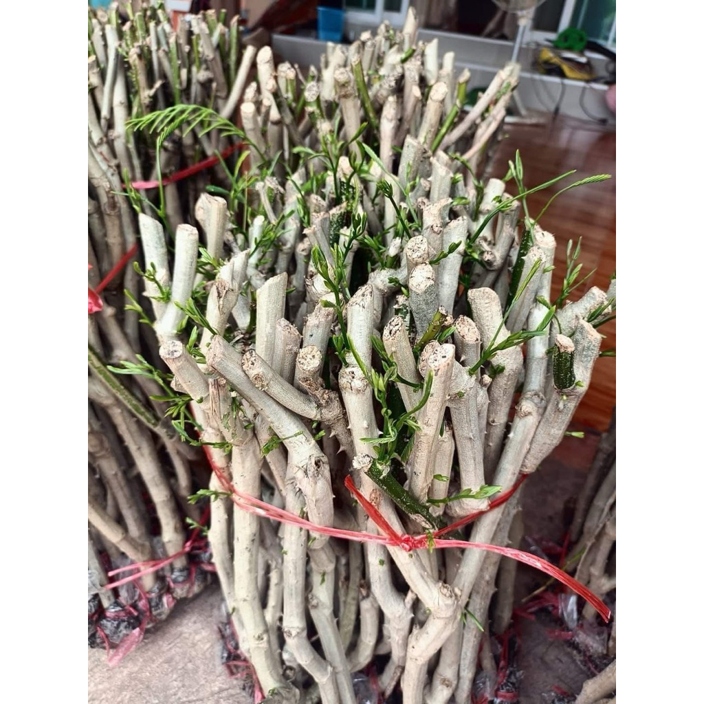 กิ่งพันธุ์ชะอมมีหนามน้อย ชุด 5 กิ่ง 59 บาท กิ่งตอนรากเยอะ สามารถปลูกลงดินได้เลย ไม่กี่วันเริ่มแทงใบออก ปลูกได้ทุกพื้นที่