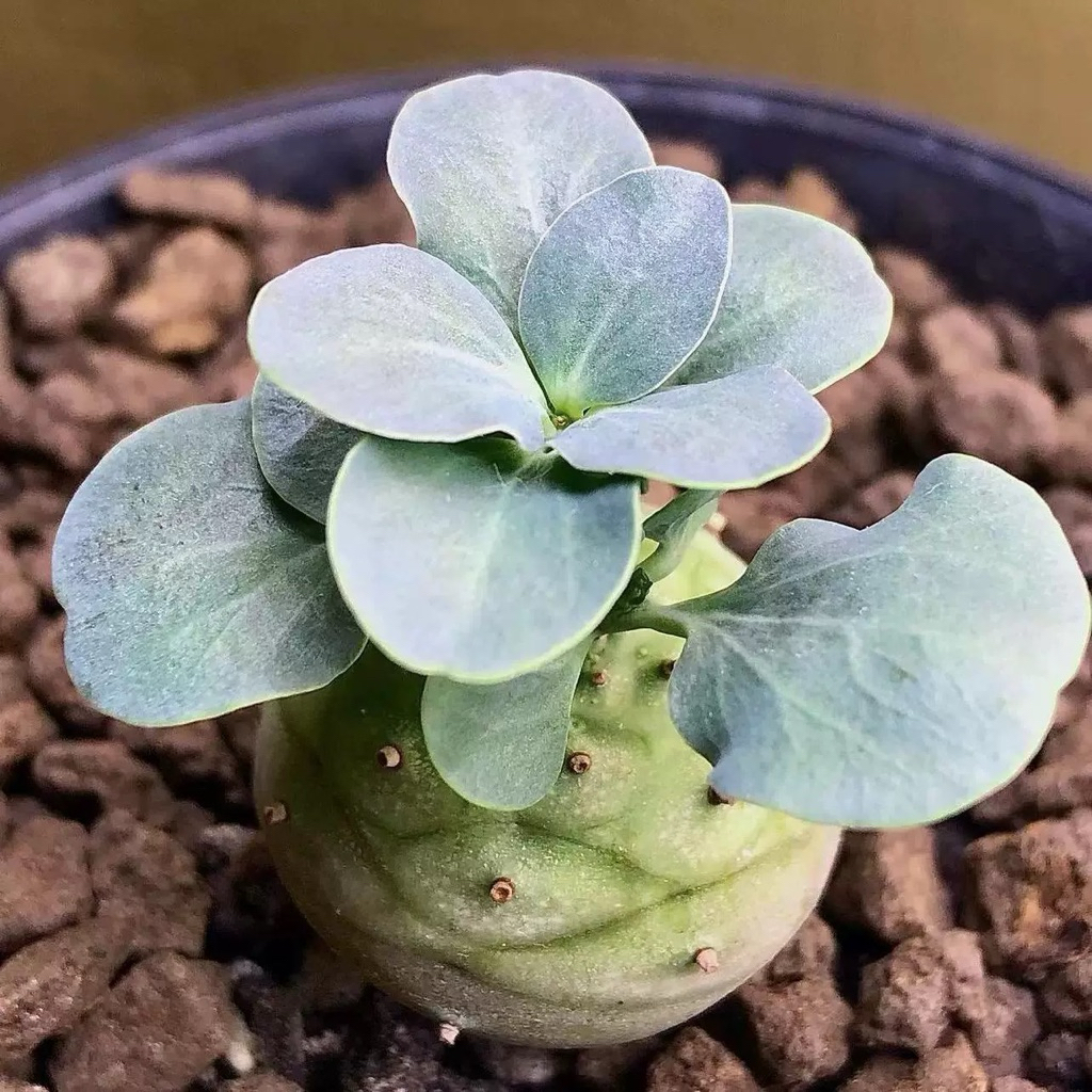 ☘️Euphorbia globulicaulis☘️