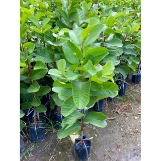 ต้นฝรั่งหงเป่าสือพันธุ์แท้100% ฝรั่งไส้แดง ทาบกิ่ง ( สูง 70-90cm) หวาน กรอบ อร่อย กลิ่นหอม ติดผลไว พร้อมปลูก