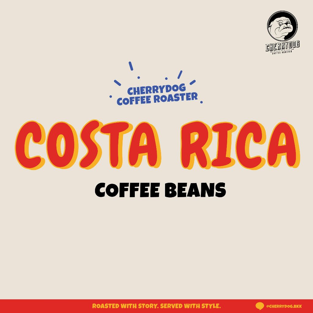 Cherrydog I รวมเมล็ดกาแฟคั่วอ่อน จาก คอสตาริกา Costa Rica