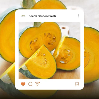 เมล็ดพันธุ์ฟักทองญี่ปุ่น บรรจุ 150 เมล็ด/ซอง [Seeds Garden Fresh]