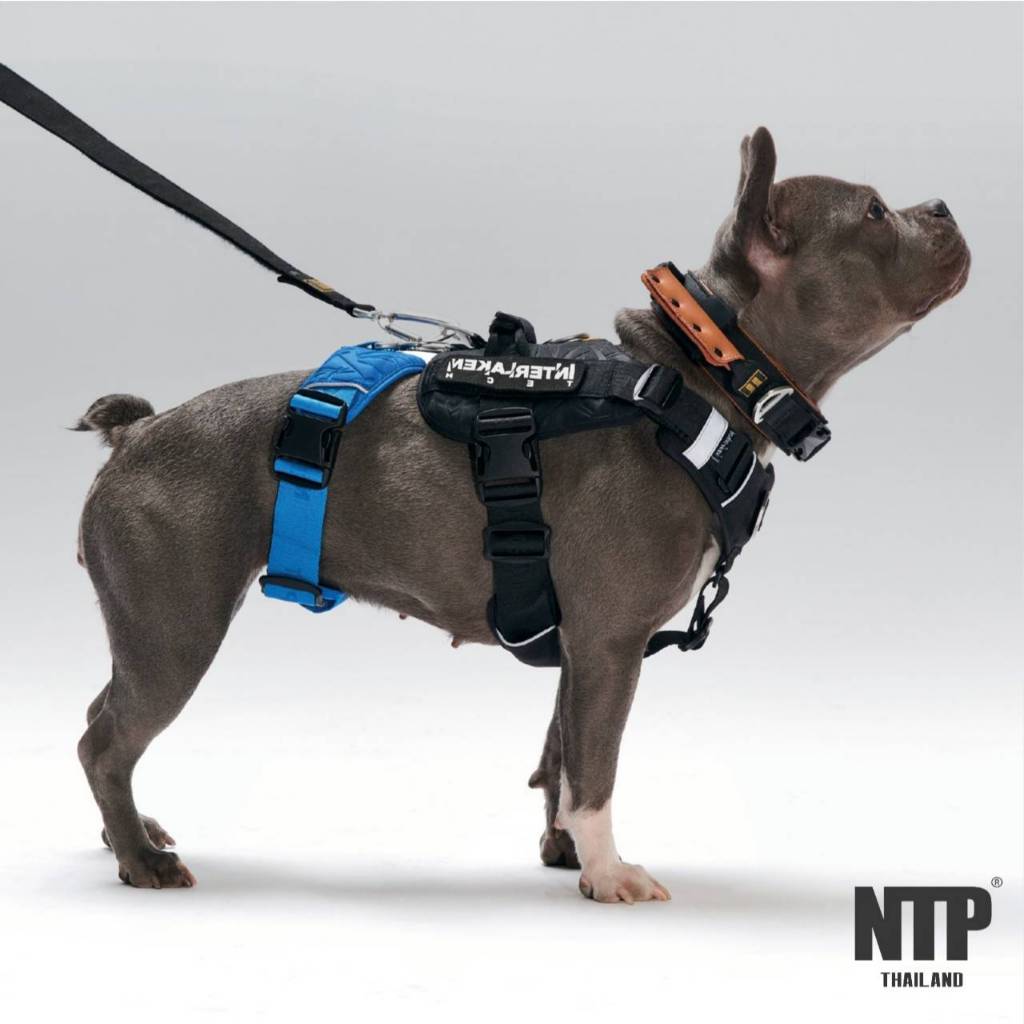 NTP สายรัดอกและเอวสุนัข รุ่น Interlaken Tec Harness