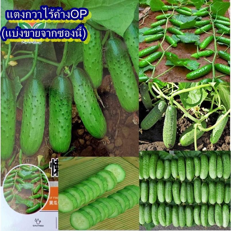 20 เมล็ด เมล็ดแตงกวาไร้ค้างOP (ปลูกง่าย ไม่ต้องทำค้าง ขยายพันธุ์ต่อได้ ดูแลง่าย รสชาติดีหวานกรอบ ออกผลดก ผลผลิตสูงมาก)