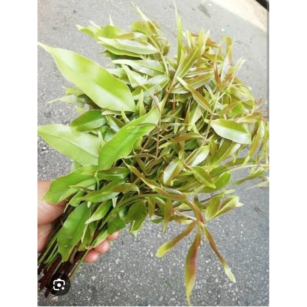 ยอดมะกอกออแกนิคเก็บสดบรรจุ 100 กรัม