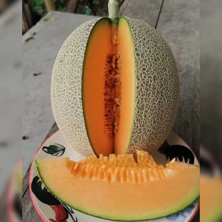 เมล็ดพันธุ์ เมล่อนญี่ปุ่น เนื้อส้มโมมิจิ คัดพิเศษ 5-40 เมล็ด [ 10เเถม 1คละได้ ]