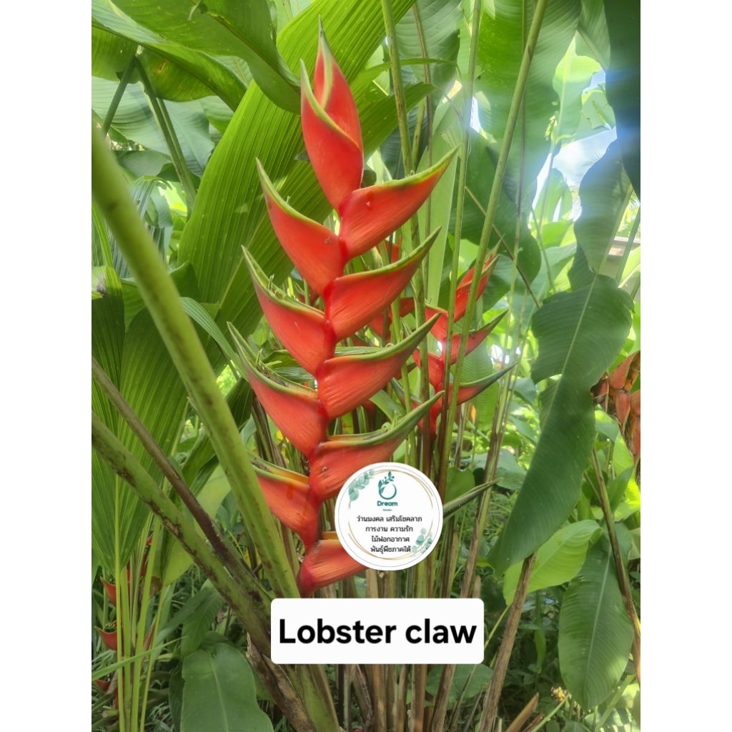 เฮลิโคเนีย🍁🍁 ชื่อ Lobster claw ก้ามปูส้ม(หน่อขุดสด)Heliconia
