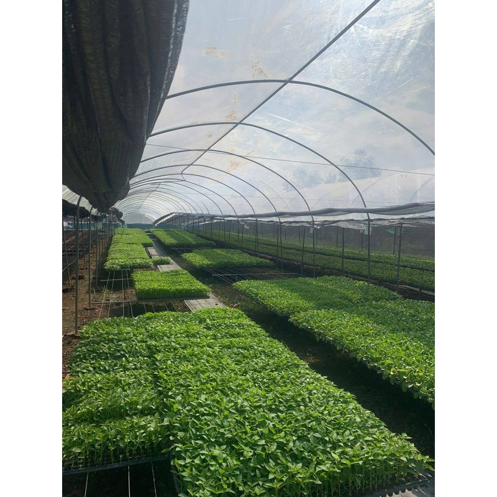 ต้นกล้าพริก ต้นกล้ามะเขือ รากดี ต้นสวย พร้อมปลูก - รูปที่ 3