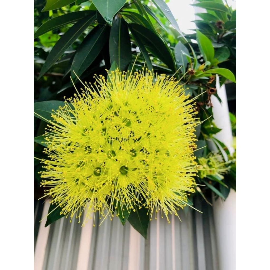 ต้นรักแรกพบสีเหลือง 1 ต้นถุงดำ ไม้ดอกประดับ🌱
