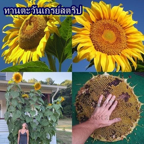 15 เมล็ด เมล็ดทานตะวันเกรย์สตริป (ปลูกง่าย ต้นสูง ดอกใหญ่ (ถ้าปลูกสมบูรณ์เต็มที่) ดอกสวย แสงแดดแดดจัดนิยมปลูกประดับโชว์)