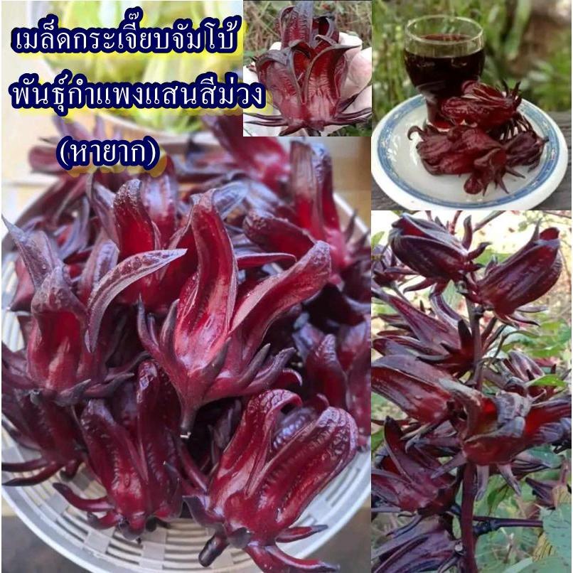 40+ เมล็ด เมล็ดกระเจี๊ยบจัมโบ้ พันธุ์กำแพงแสนสีม่วง (หายาก ผลใหญ่จัมโบ้ รสชาติเปรี้ยว ปลูกง่ายชอบแดด ออกฝักดก)