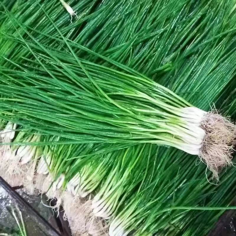 Onion Seed, About 300 Bunching Onion Seeds, Onion Seeds, Vegetable Seeds, Planting Vegetables, Garde