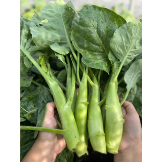 คะน้าเห็ดหอมเมล็ดพันธุ์ 90-200 เมล็ดใบเขียวเข้ม ลำต้นอวบ กรอบ หวาน ปลูกง่าย ทนร้อน [10 แถม 1 คละได้]