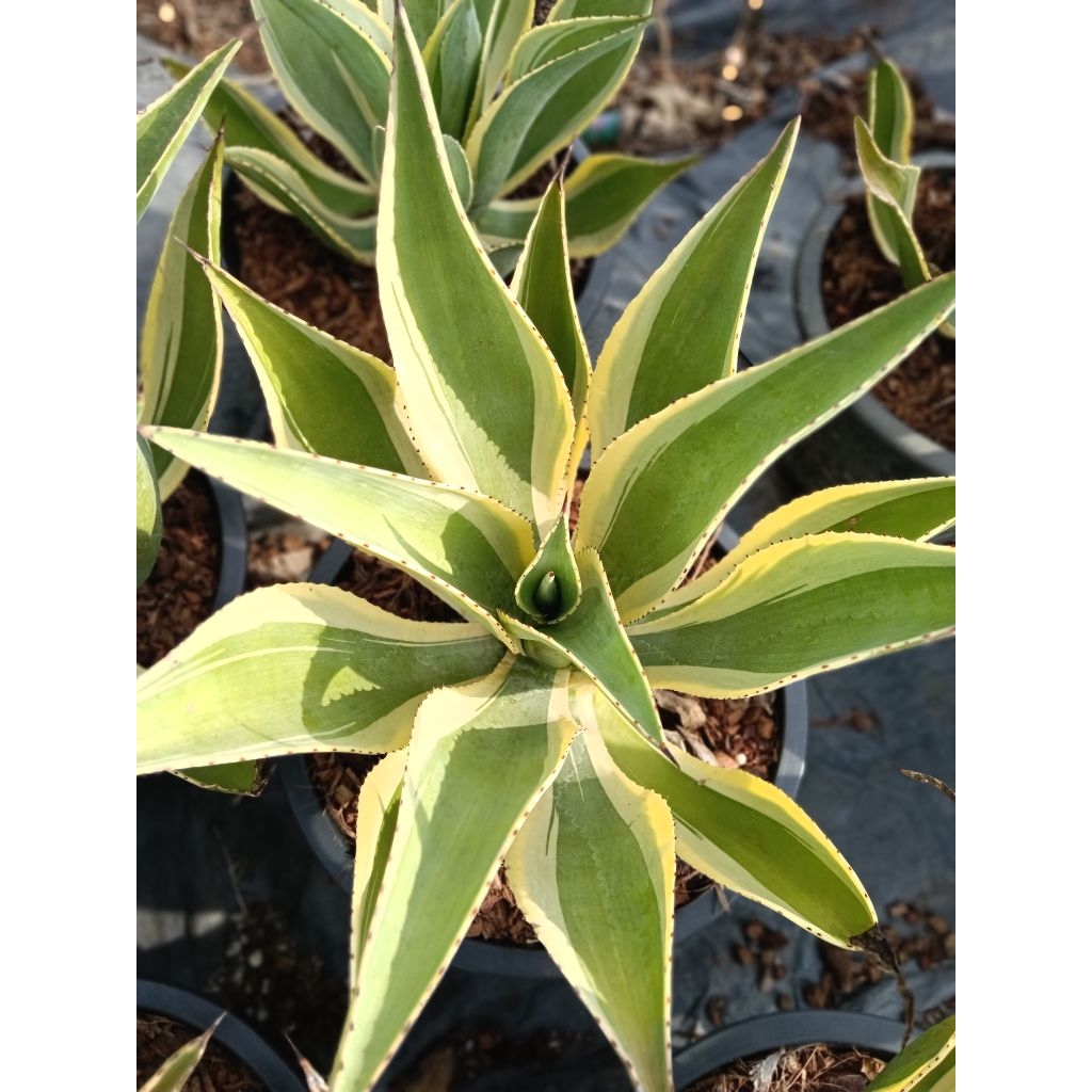 อากาเว่กลีบบัว (Agave Celsii Multicolor) ต้นใหญ่งานกระถาง 15 นิ้ว ต้นใหญ่แข็งแรงพร้อมปลูก