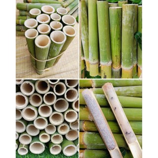 ไม้ข้าวหลาม 20 กระบอก แถมฟรี 2 (คละไซค์)