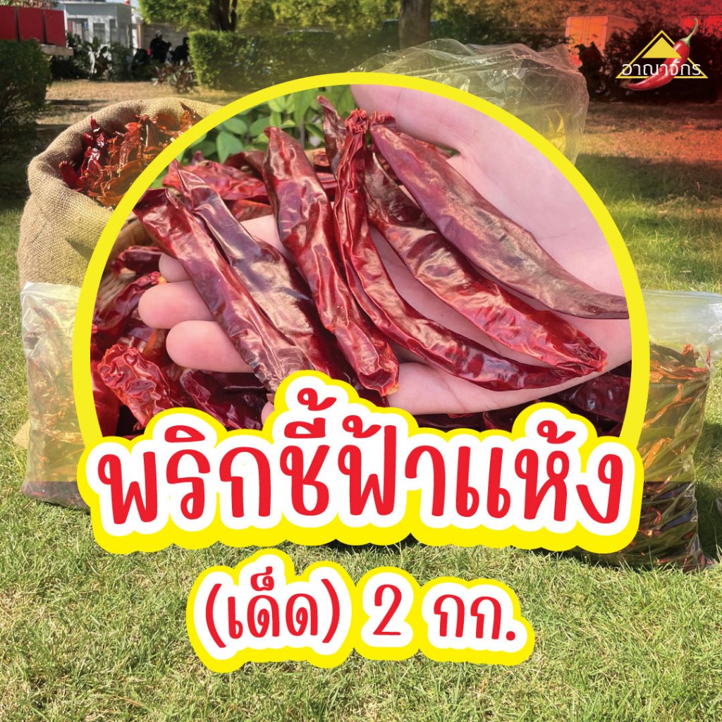 พริกแห้ง ชี้ฟ้า (เด็ด) 2 กก. คัดเกรด เม็ดยาว เม็ดใหญ่ ทำน้ำพริก ทำพริกแกง ทำพริกป่น และ อาหารอื่นๆ