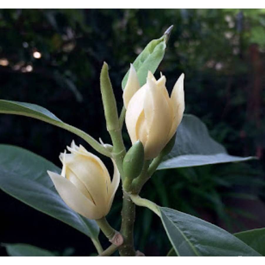 จำปีแคระ จำปีจิ๋ว จำปีต้นเตี้ย ดอกเล็ก ออกดอกไว ออกดอกตลอดปี หอมมาก ต้นเพาะเมล็ด ชุดละ 2 ต้น