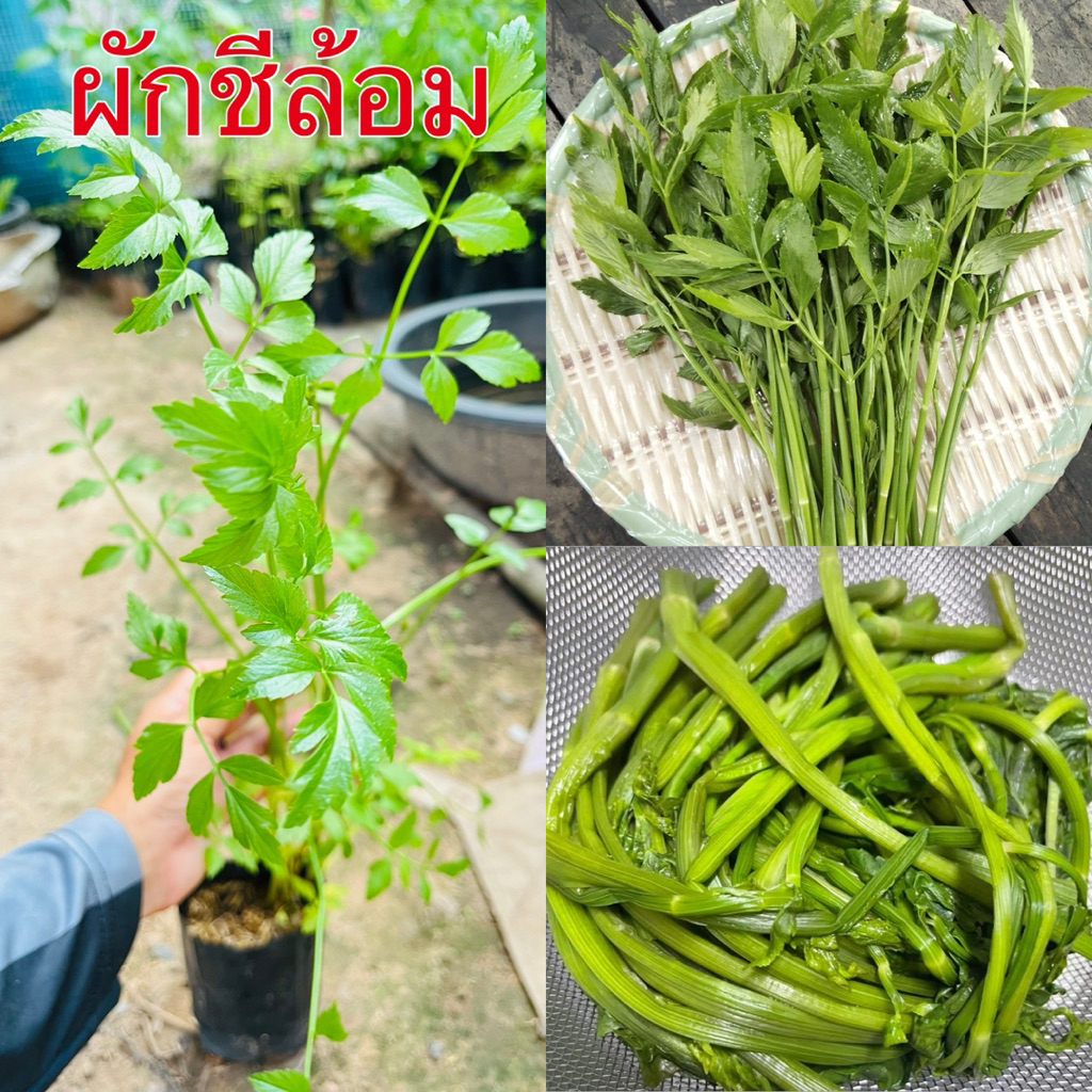 ผักชีล้อม ผักสวนครัว ต้นพันธุ์ชำถุงพร้อมปลูก พืชสมุนไพรสินค้าเสียหายยินดีเคลมฟรี