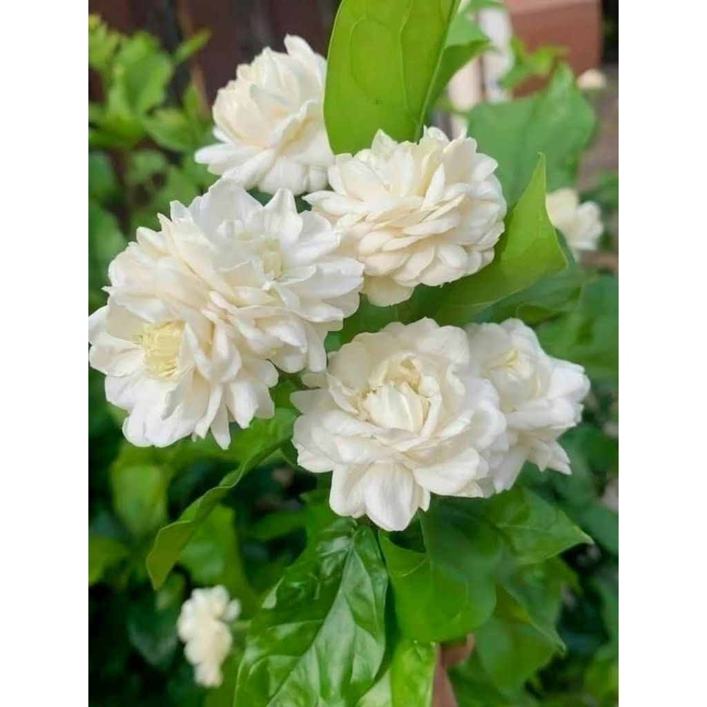 ต้นมะลิซ้อนดอกใหญ่ 1 ต้นถุงดำ สูงประมาณ 15-20 ซม.😍🥰หอมมากช้าหมด