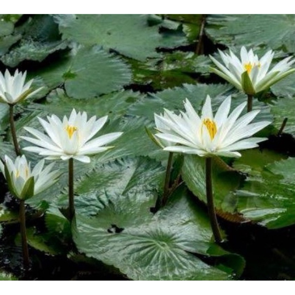 20 หัว บัวขาว บัวแดง สำหรับปลูก – โปรปัง