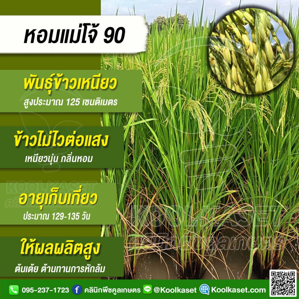 เมล็ดพันธุ์​ข้าว ข้าวเหนียว พันธุ์ใหม่ล่าสุด แม่โจ้ 90 ปี ไม่ไวแสง ต้นเตี้ย ต้านทานการหักล้ม 25 กก.คูลเกษตร ไรซ์ KR129
