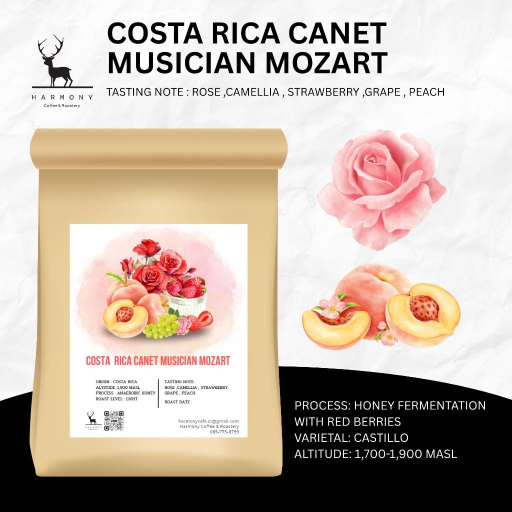 Costa Rica Canet Musician Mozart : Harmony Coffee เมล็ดกาแฟคั่วอ่อน