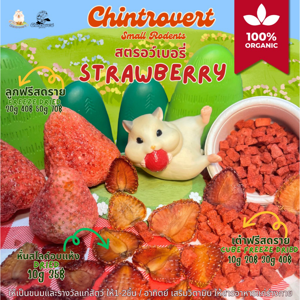 Chintrovert ✨|  Strawberries freeze drie สตอร์วเบอรี่ฟรีสดราย | ขนมกระต่าย ชินชิล่า แฮมเตอร์ แฟตเทล ดอร์เมาท์ ชูการ์