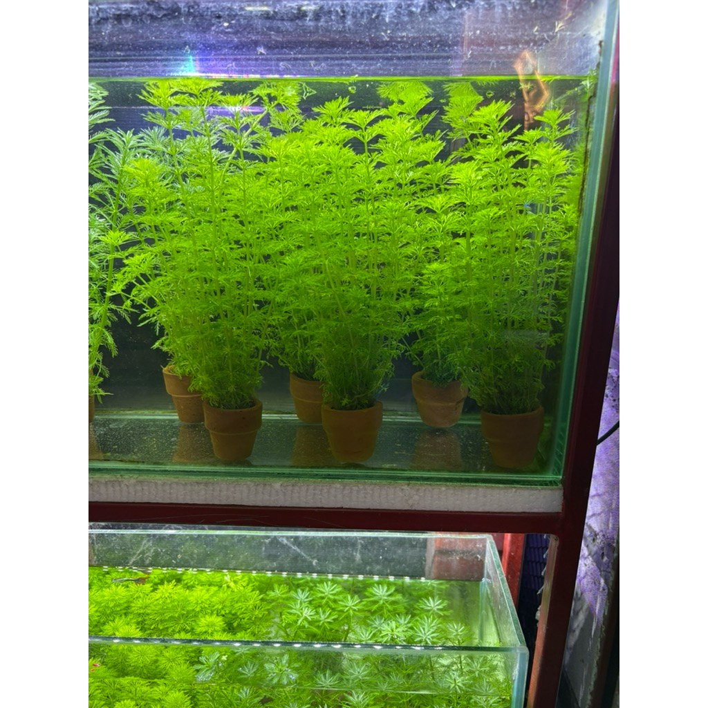 ต้นไม้น้ำสาหร่ายผักชีต้นไม้ สาหร่ายสวยงามใส่ตู้ปลา 3 กระถาง 100 บาท