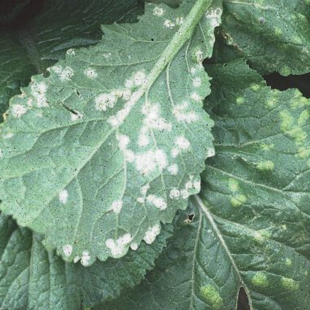 เอ็กซโตรบิน อะซอกซีสโตรบิน 25% SC ขนาด 1 ลิตร ชนิดดูดซึม โรคพืช เชื้อรา แบคทีเรีย ใบเน่า รากเน่า โคนเน่า ใบไหม้ ใบจุด - รูปที่ 4