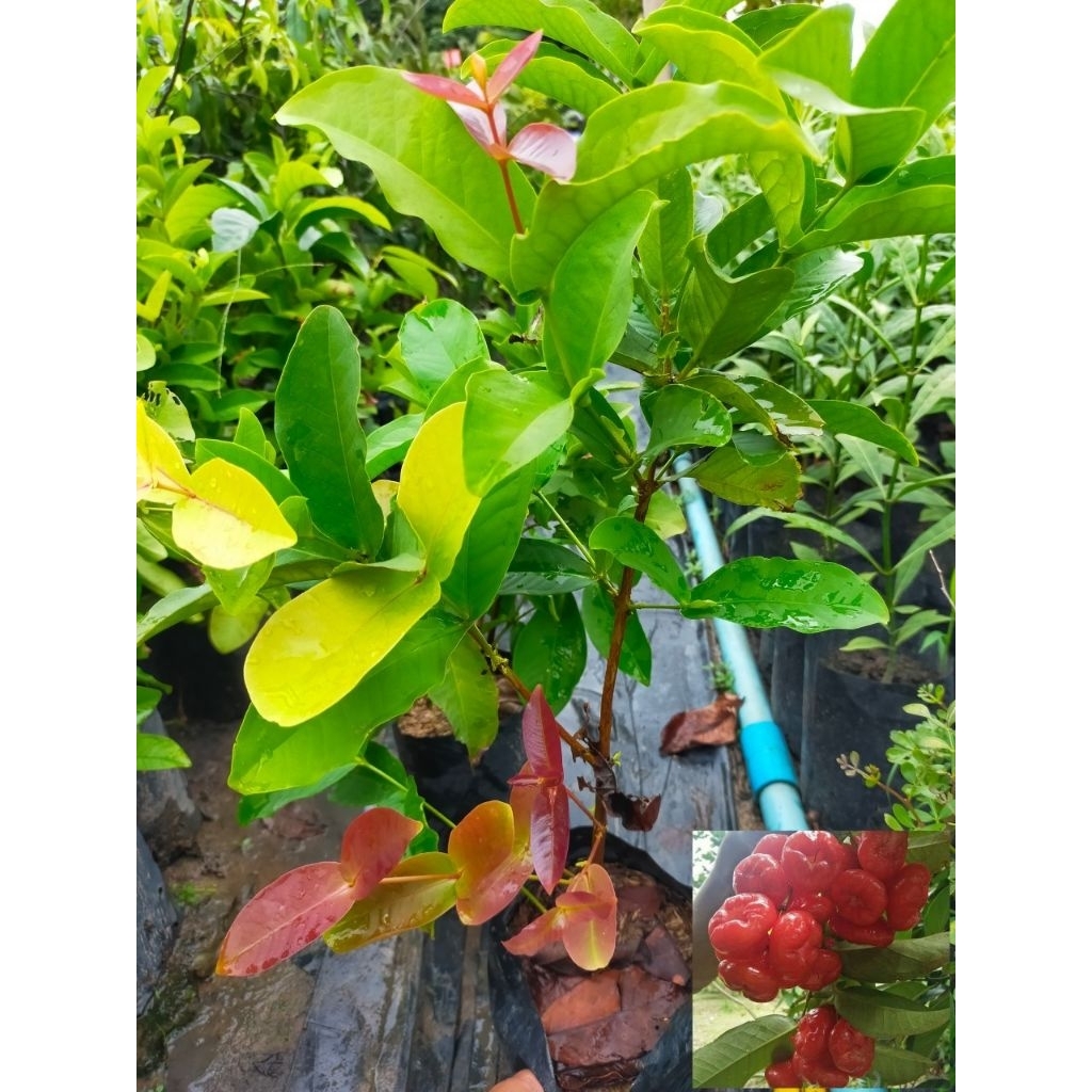 ต้นชมพู่พลาสติก (สีแดง)หรือชมพู่แก้ว ต้นเป็นทรงพุ่ม ผลมีลักษณะทรงกลมแป้น รูปทรงคล้ายระฆังคว่ำมีขนาดเล็ก
