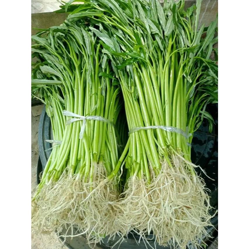 เมล็ดพันธุ์ผักบุ้งจีน 10 กรัม เมล็ดคุณภาพ อัตรางอกดี โตเร็ว เก็บเกี่ยวเร็วใน 25–30 วัน ได้ผลผลิตไว ( 10 เเถม 1 คละได้)