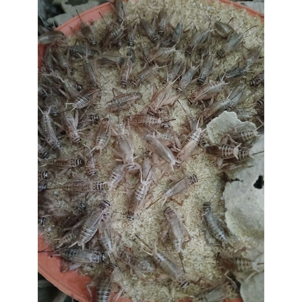 สะดิ้งใหญ่ติดปีก อาหารสัตว์เลี้ยง ปริมาณ150กรัม
