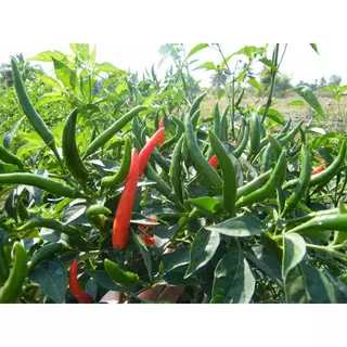 เมล็ดพันธ์ุพริกชี้ฟ้า พริกส้มตำ 40-100 เมล็ด ☀️ ปลูกง่าย ได้ผลผลิตต่อเนื่อง ผลดก ผลยาว สีสวยเงา รสจัดจ้าน[10แถม1คละได้]