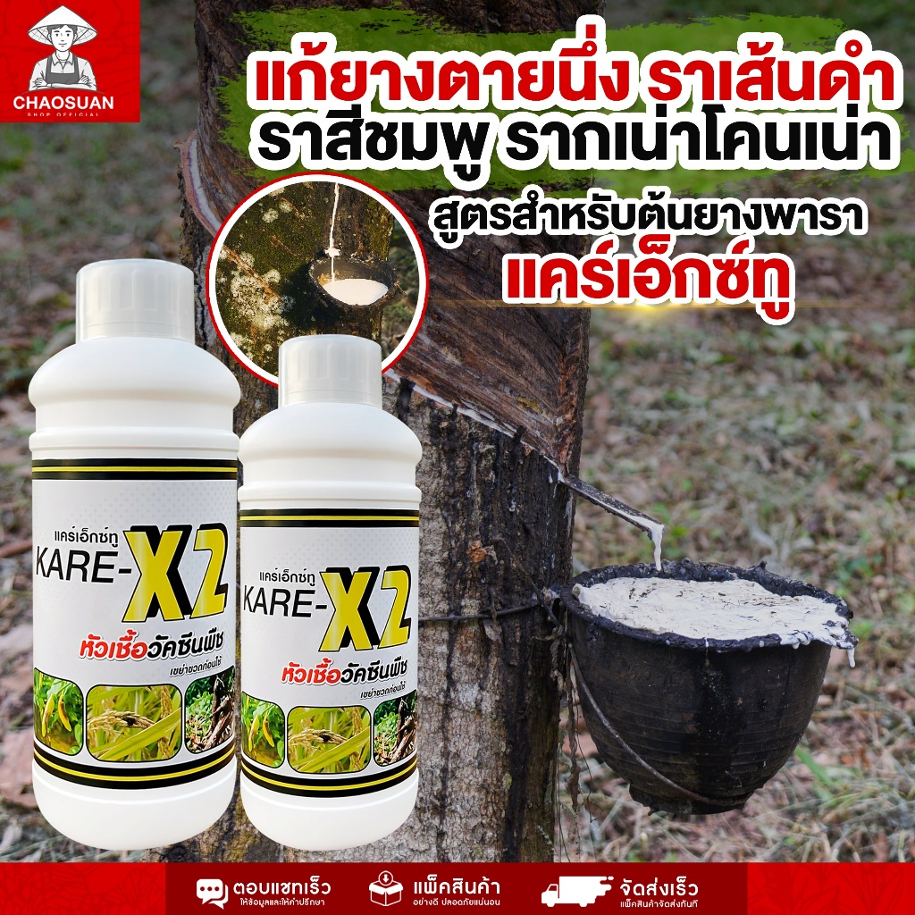 แก้ยางตายนึ่ง ราเส้นดำ ราสีชมพู! KARE-X2 แคร์เอ็กซ์ทู สูตรเฉพาะสำหรับต้นยางพารา หัวเชื้อวัคซีนพืช หยุดโรครากเน่า–โคนเน่า