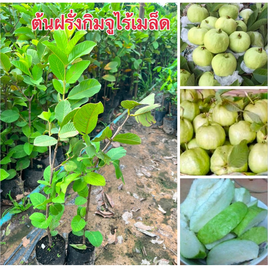 ต้นฝรั่งกิมจูไร้เมล็ด ต้นใหญ่  ผลมีรสชาติหวานกรอบ 1ต้น139.ต้นสวยพร้อมส่งจ้า