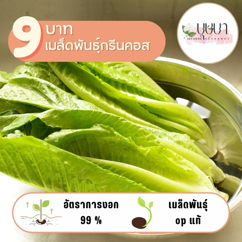 เมล็ดผักกรีนคอส 9 บาท 100 เมล็ด