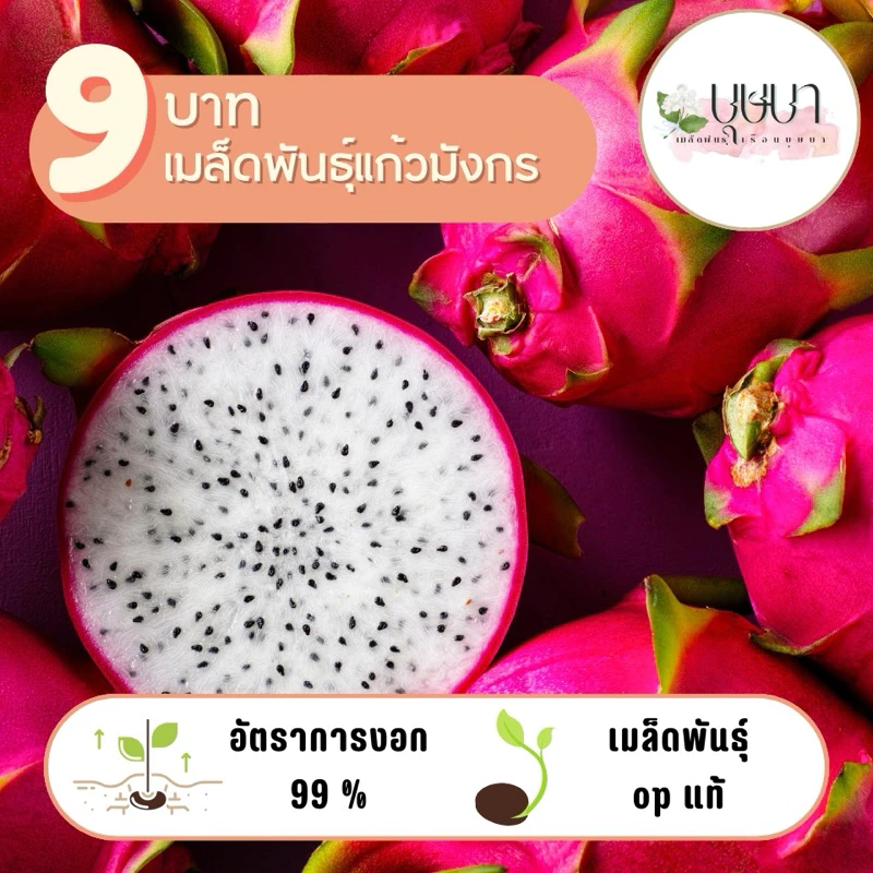 เมล็ดพันธุ์แก้วมังกร 9 บาท 300 เมล็ด
