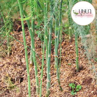 เมล็ดพันธุ์หน่อไม้ฝรั่ง 9บาท 100เมล็ด
