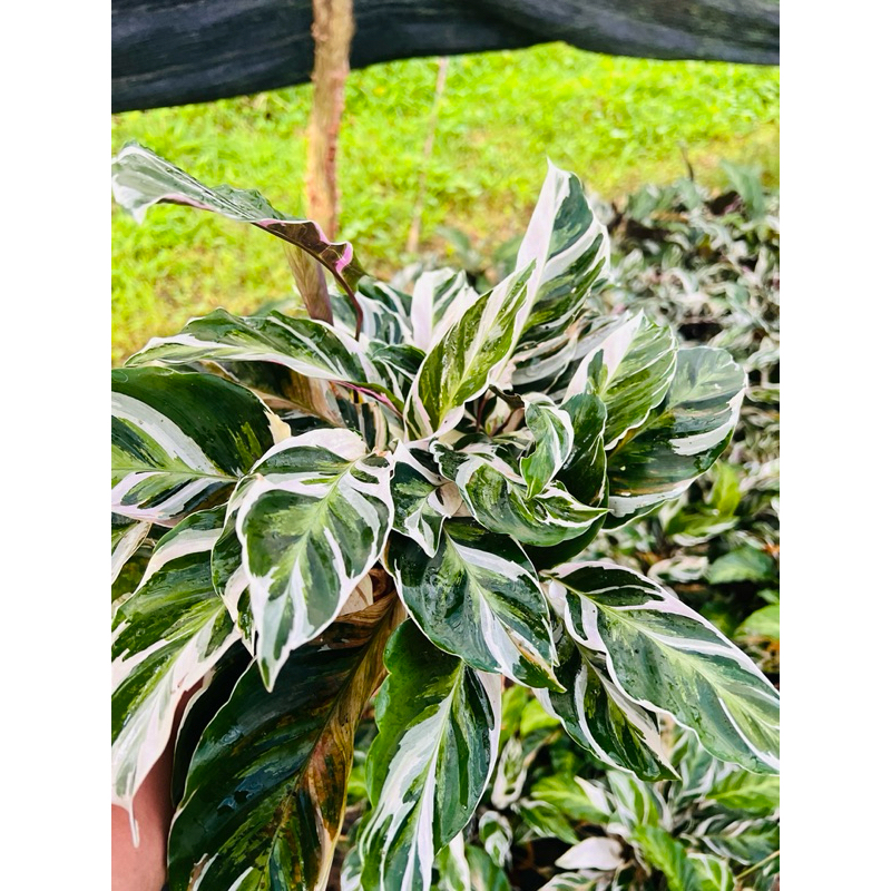 คล้าราชภัฏ Calathea White Fusion ส่งแบบถุง