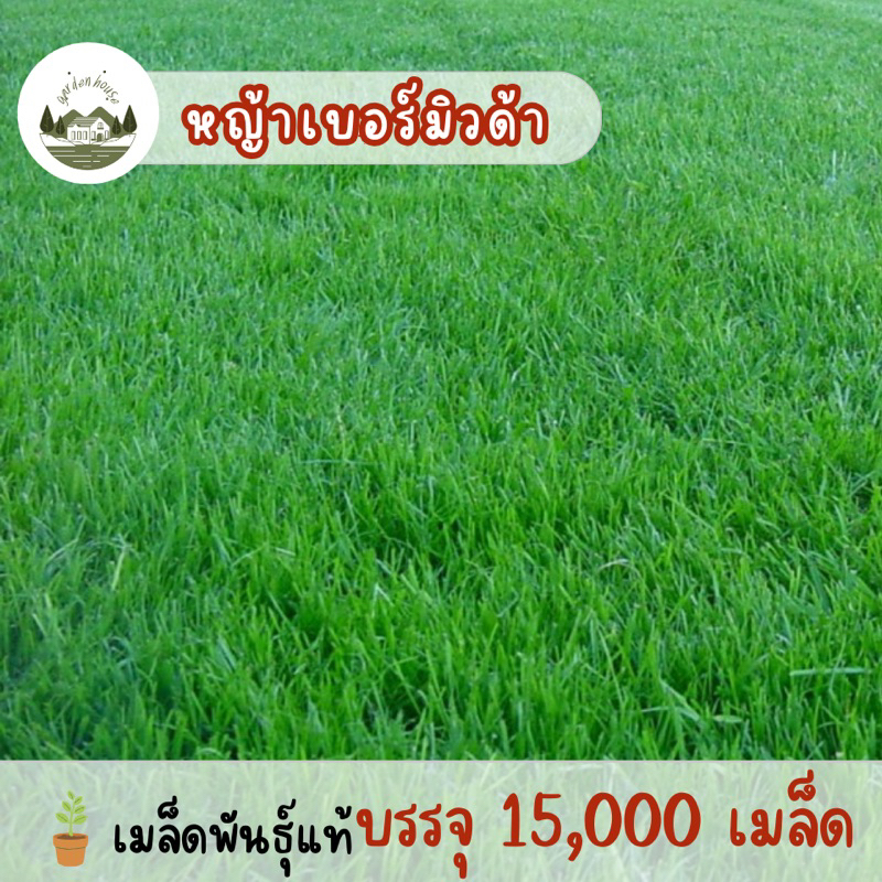 หญ้าเบอร์มิวด้า 15,000เมล็ด
