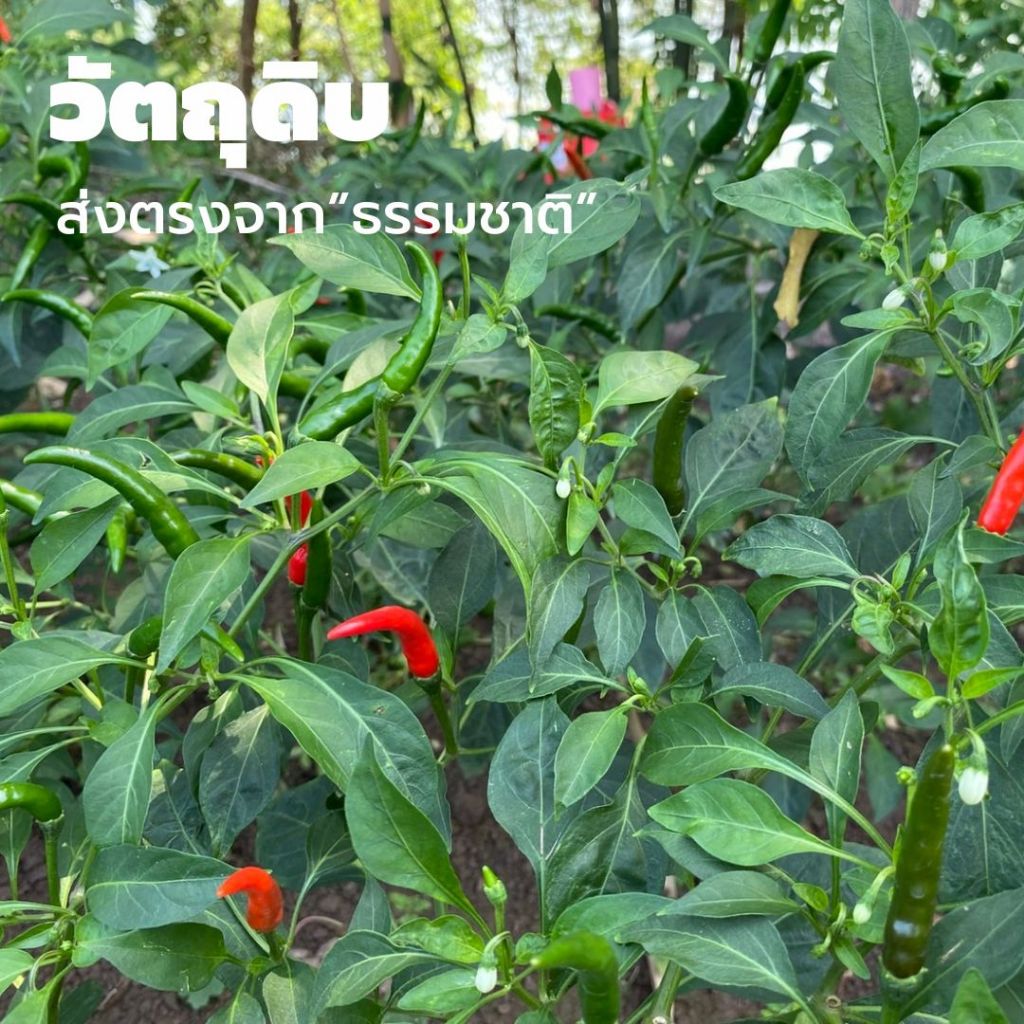 พริกคั่วงา กระปุกสำหรับ 1 ท่าน คั่วอบ ปราศจากน้ำมัน ไม่ใส่ผงชูรส และ วัตถุกันเสีย  อร่อย เข้มข้นเพราะใช้วัตถุดิบคุณภาพ - รูปที่ 7