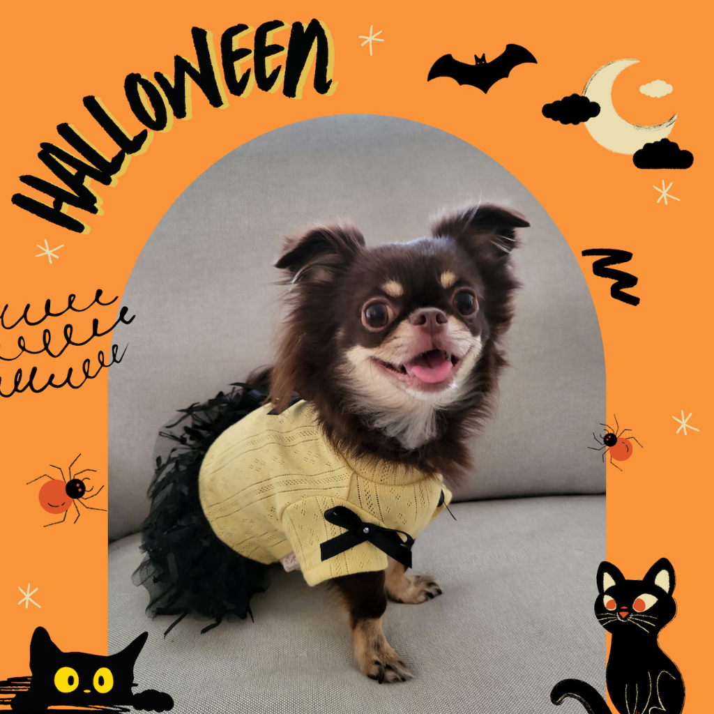 Dogster & Pals: Black Ribbon Dress